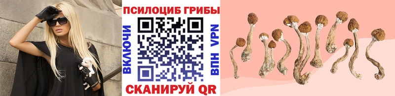 Галлюциногенные грибы Psilocybine cubensis Вытегра